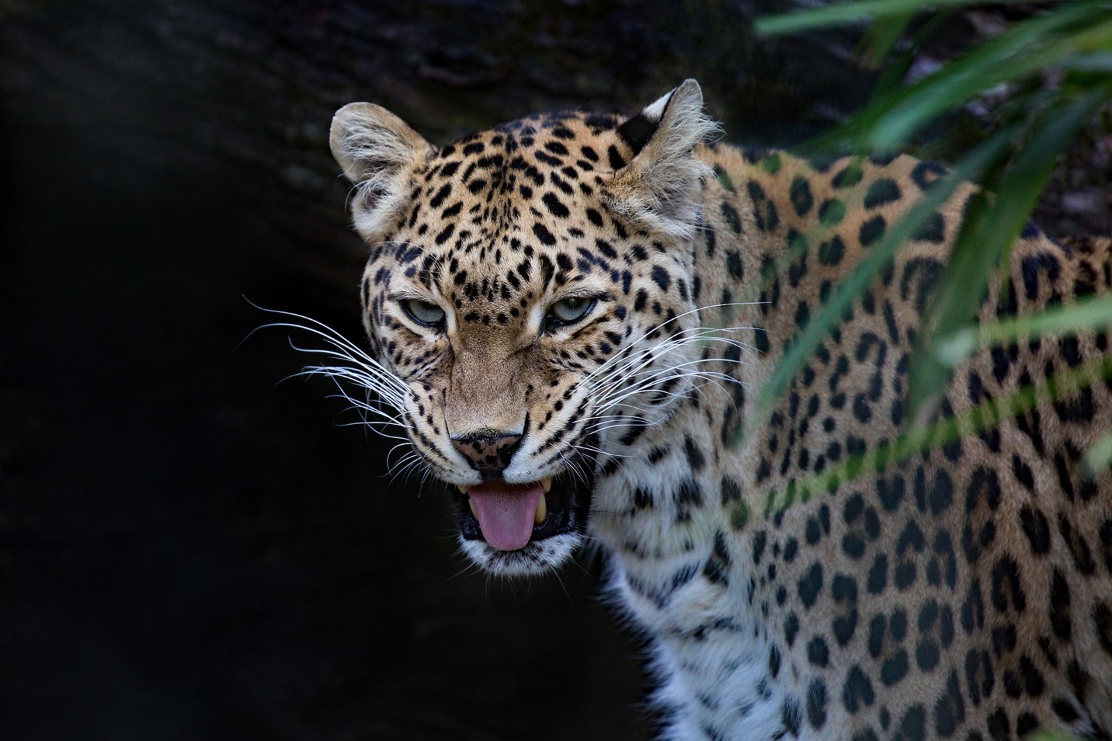 ansikte, porträtt, den mörka bakgrunden, rovdjur, vild katt, Leopard