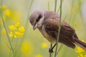 vogel, natuur, zomer