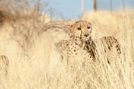 Cheetah, grass, look, observation, predator