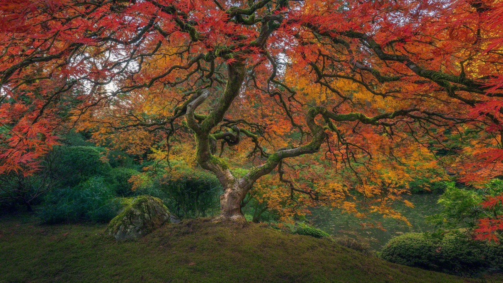 træ, efterår, græs, grene, natur, Parkere, sø, blade