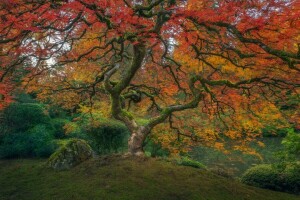 herfst, takken, kleur, kleurrijk, Vallen, Tuin, gras, meer