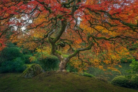 autumn, branches, color, colorful, Fall, Garden, grass, lake