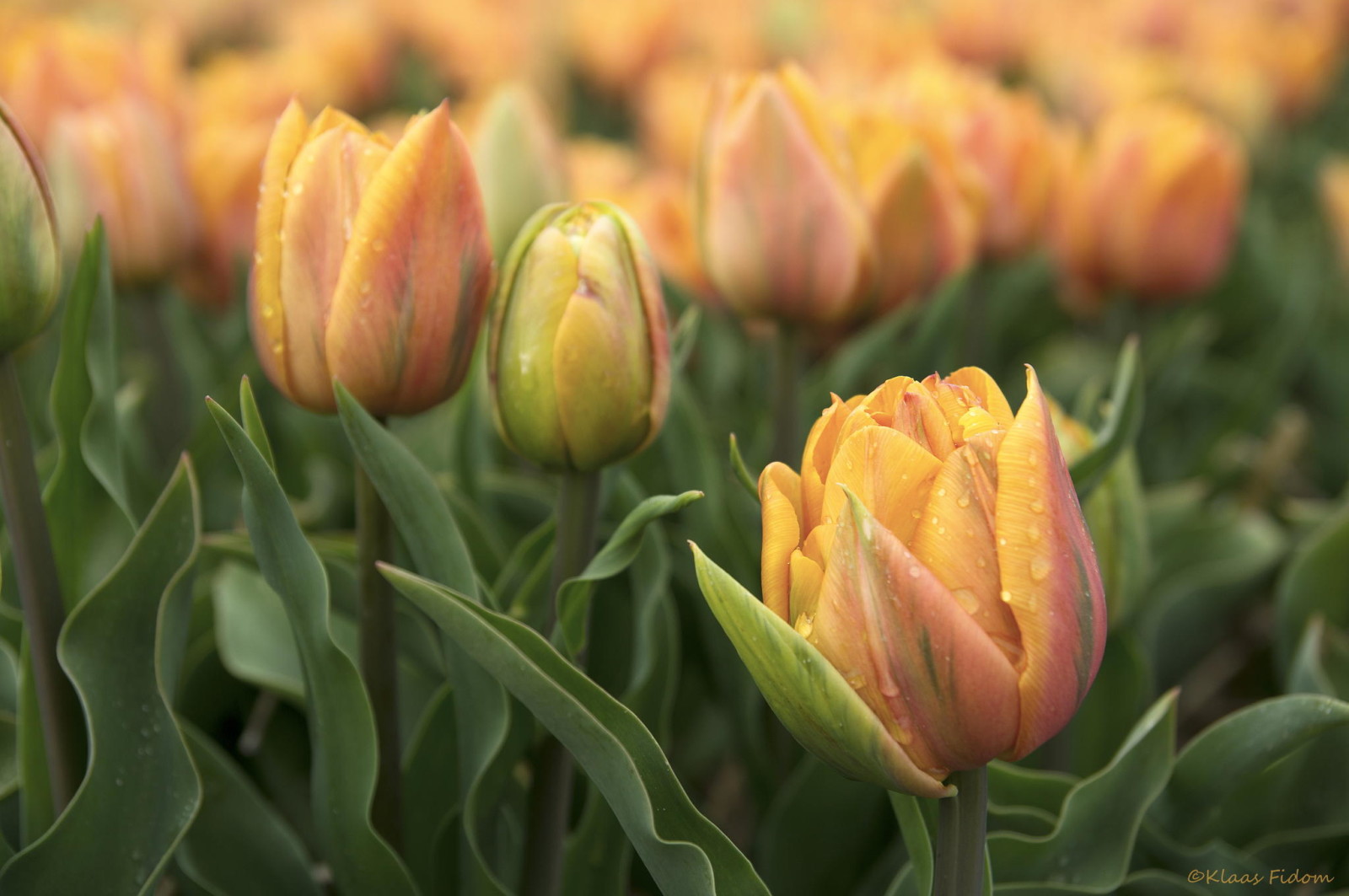 blommor, vår, tulpaner, rabatt