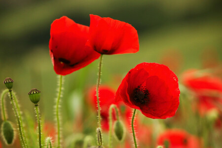 field, Maki, meadow, nature, petals