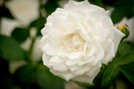 macro, pétales, Rose