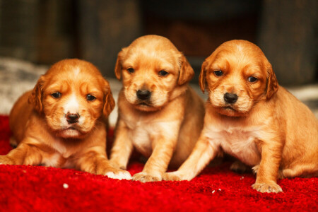 schattig, Golden retriever, puppies