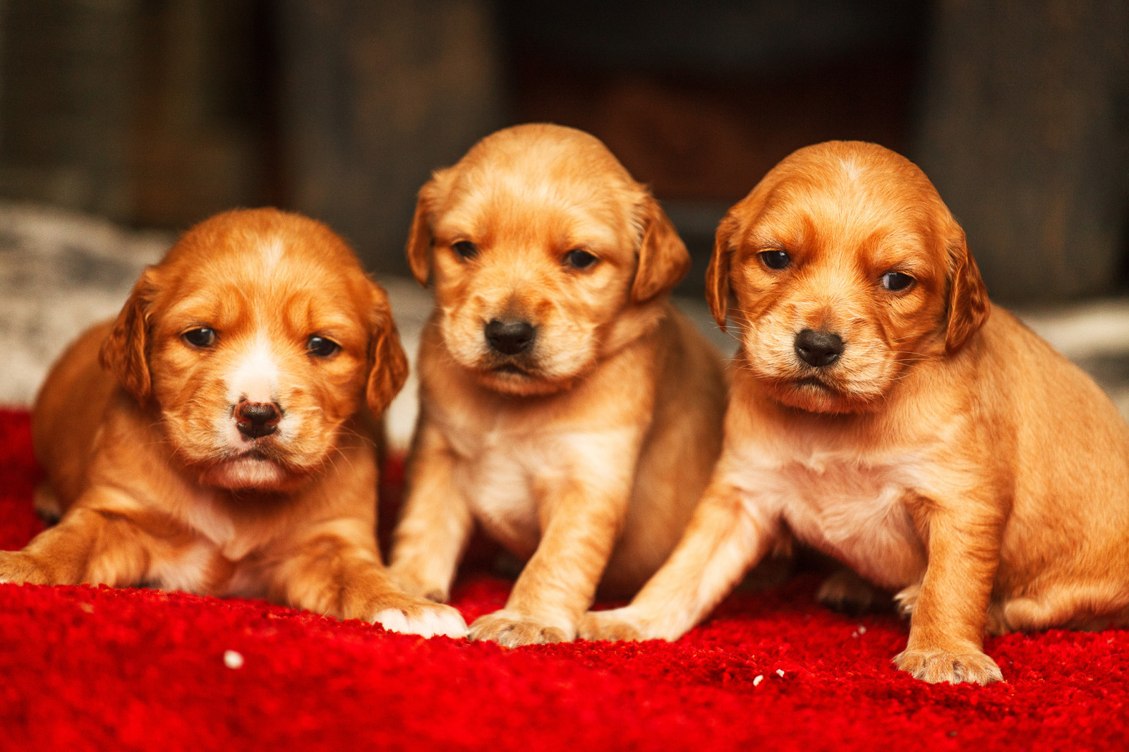 cute, puppies, Golden Retriever