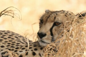 Gepard, Raubtier, wilde Katze