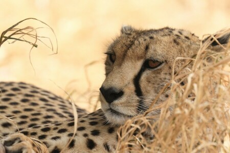 guépard, prédateur, chat sauvage