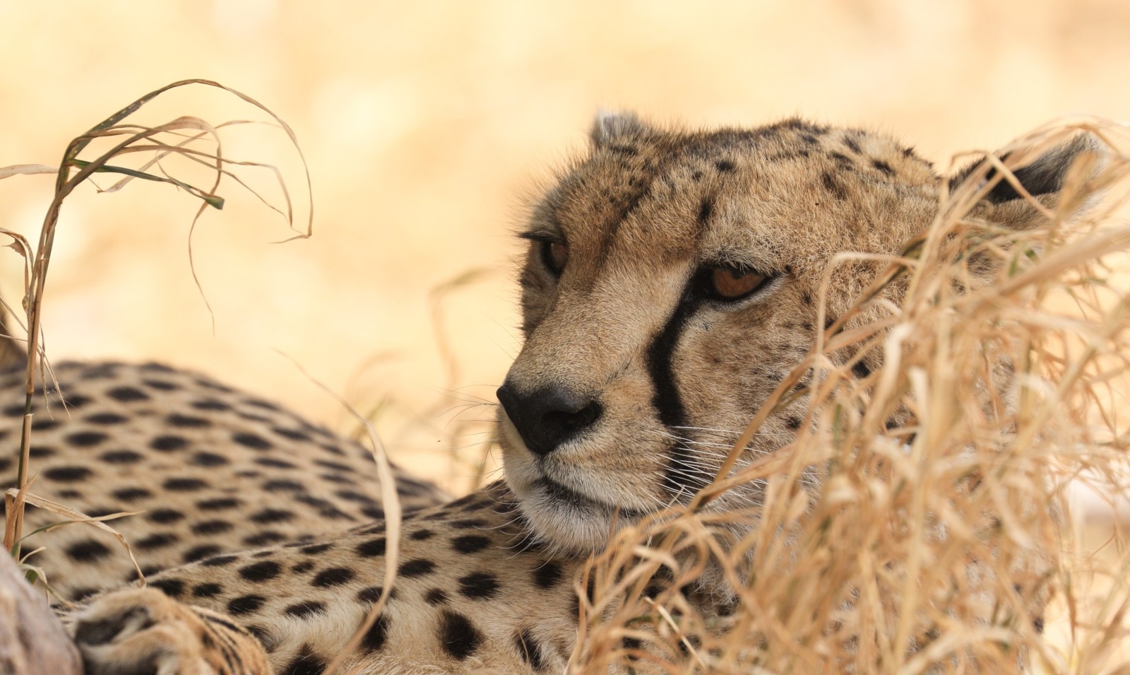 rovdyret, villkatt, Cheetah