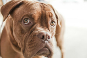 Bulldogge, Hund, Emotion, englische Bulldogge, Gesicht, Grimasse, aussehen