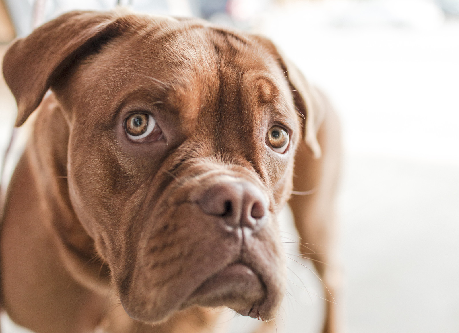 Veja, cachorro, face, buldogue, emoção, careta, Bulldog inglês