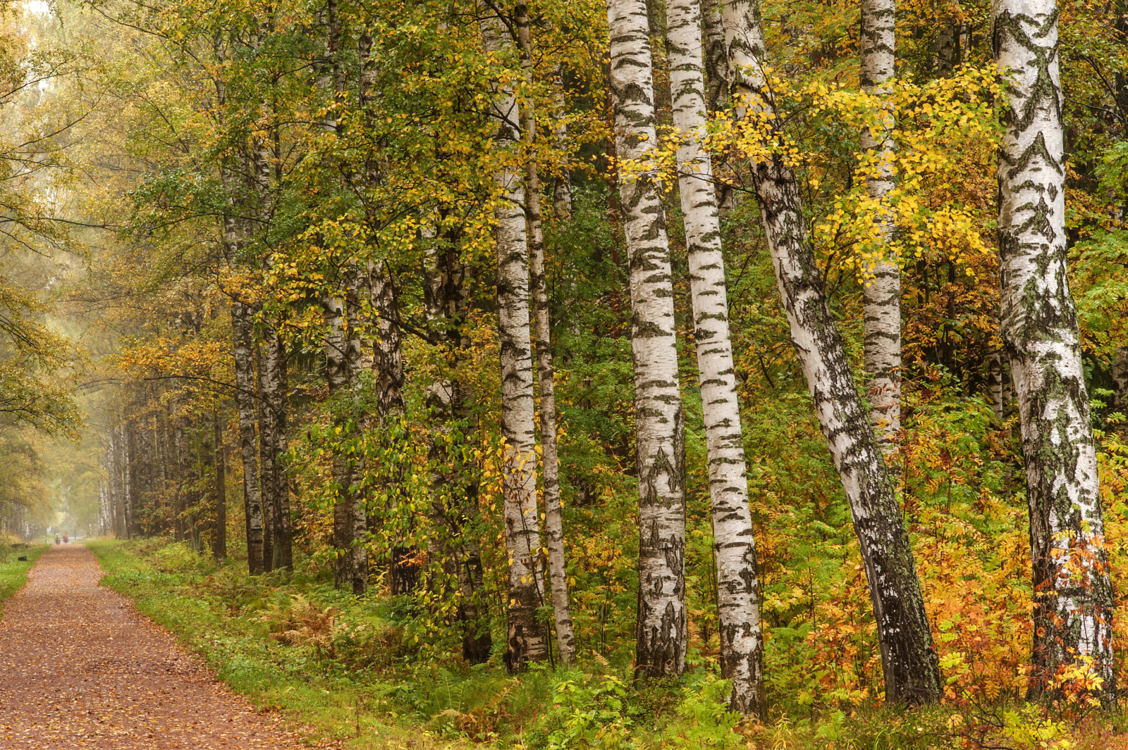 jesień, Park, pozostawia, Sankt Petersburg, Rosja, Pavlovsk, tor, aleja