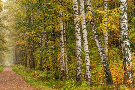 beco, outono, bétula, folhas, Parque, Pavlovsk, Rússia, São Petersburgo