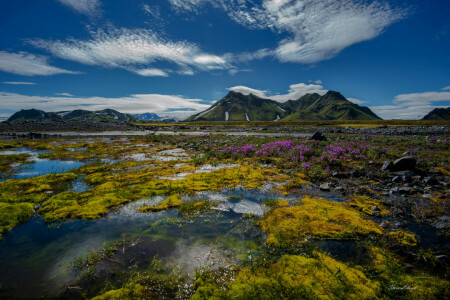 skyer, blomster, bjerge, himlen, vand