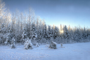 landskap, natur, solnedgång, träd, vinter-