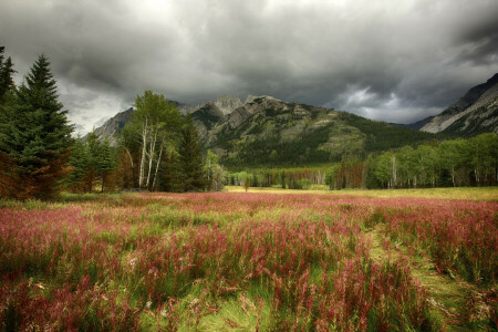 autumn, clouds, grass, mountains, the sky, trees