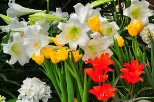 cama de flores, Jardín, Lirio, pétalos, Tulipán