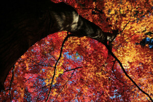 otoño, hojas, el cielo, árbol, maletero