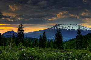 CA, skyer, skog, fjellene, solnedgang, USA