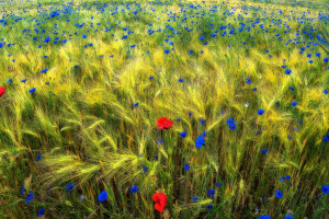 orejas, campo, flores, Mac