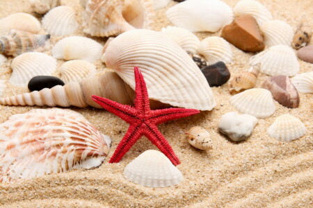 beach, pearl, pebbles, sand, shell, shells, star, stones