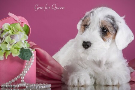 bloemen, hortensia, puppy, de Sealyham Terrier