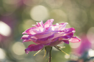 bloem, natuur, bloemblaadjes, roos