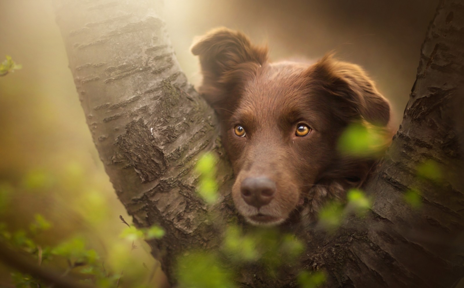 kijken, hond, elk