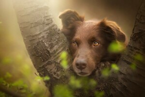 hond, elk, kijken