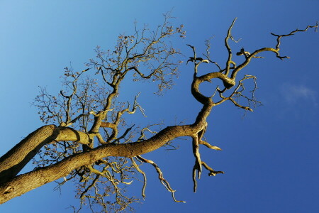 naturaleza, el cielo, árbol