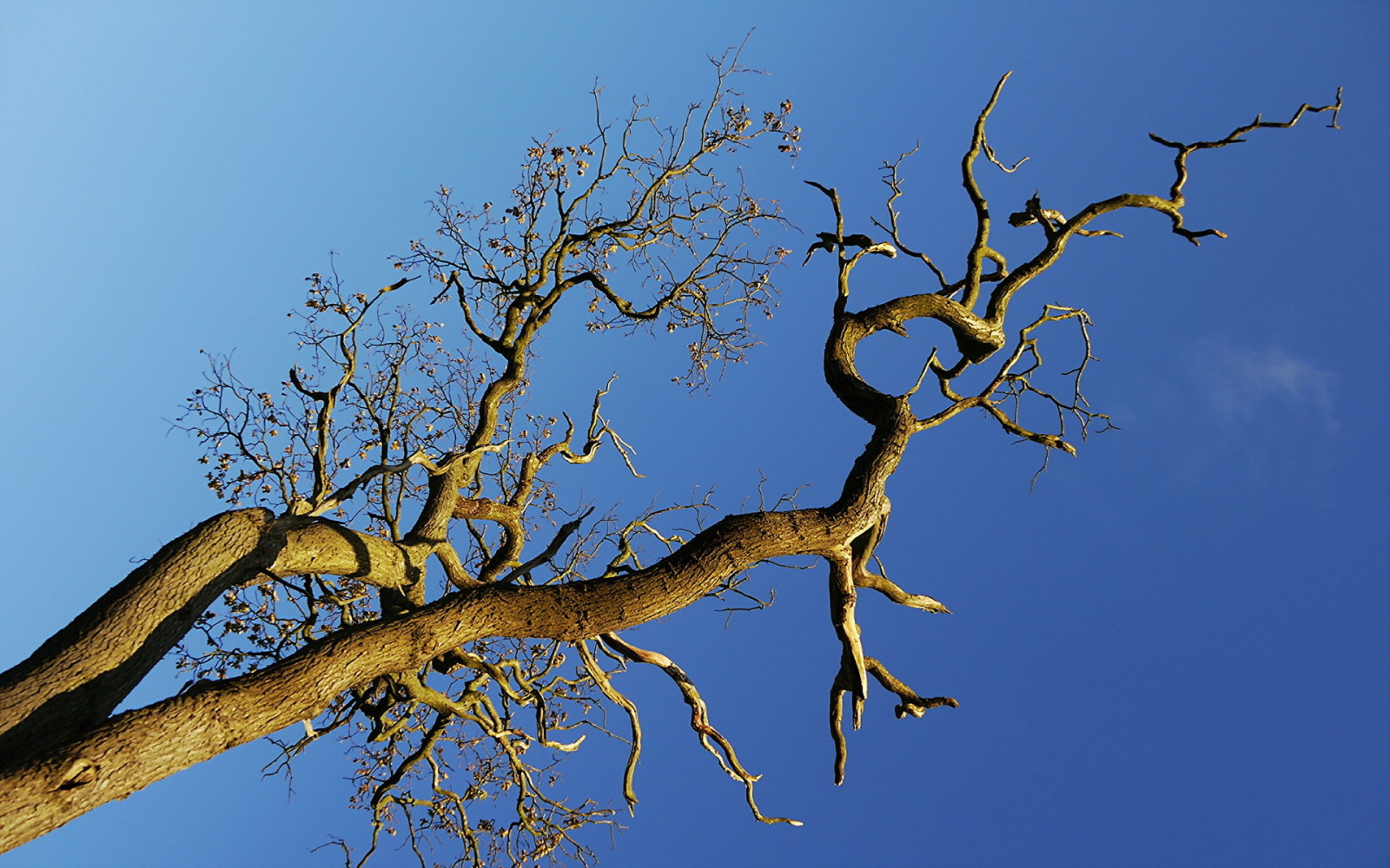 Baum, Natur, der Himmel