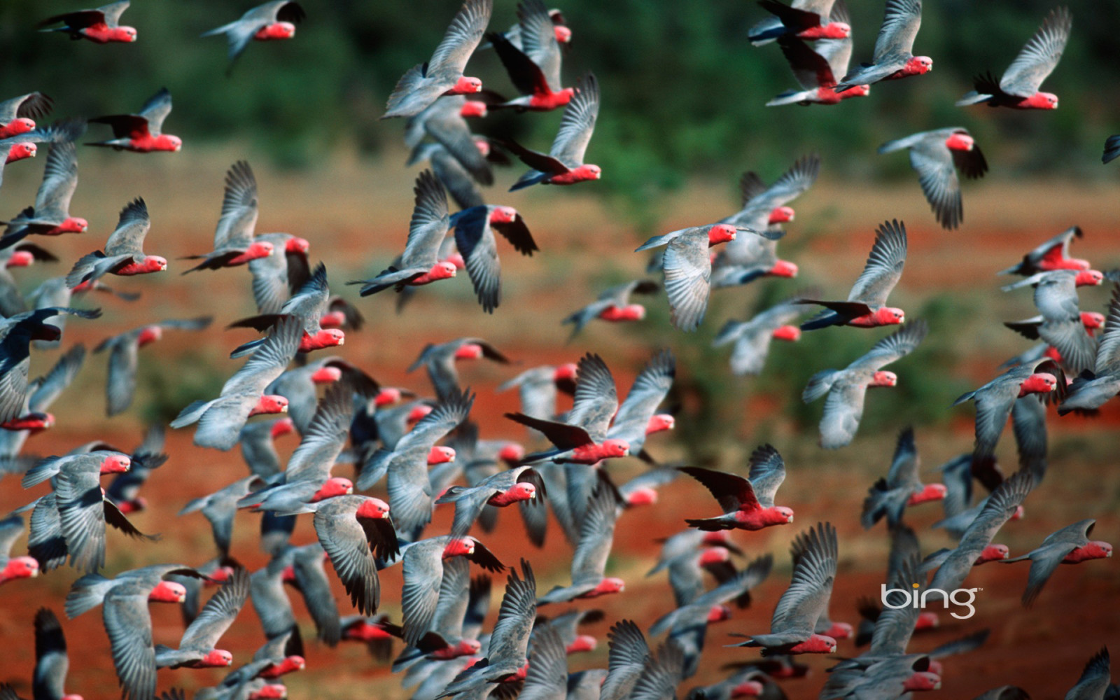 natura, volo, uccelli, imballare, pappagallo