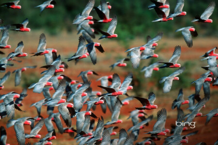 birds, flight, nature, pack, parrot