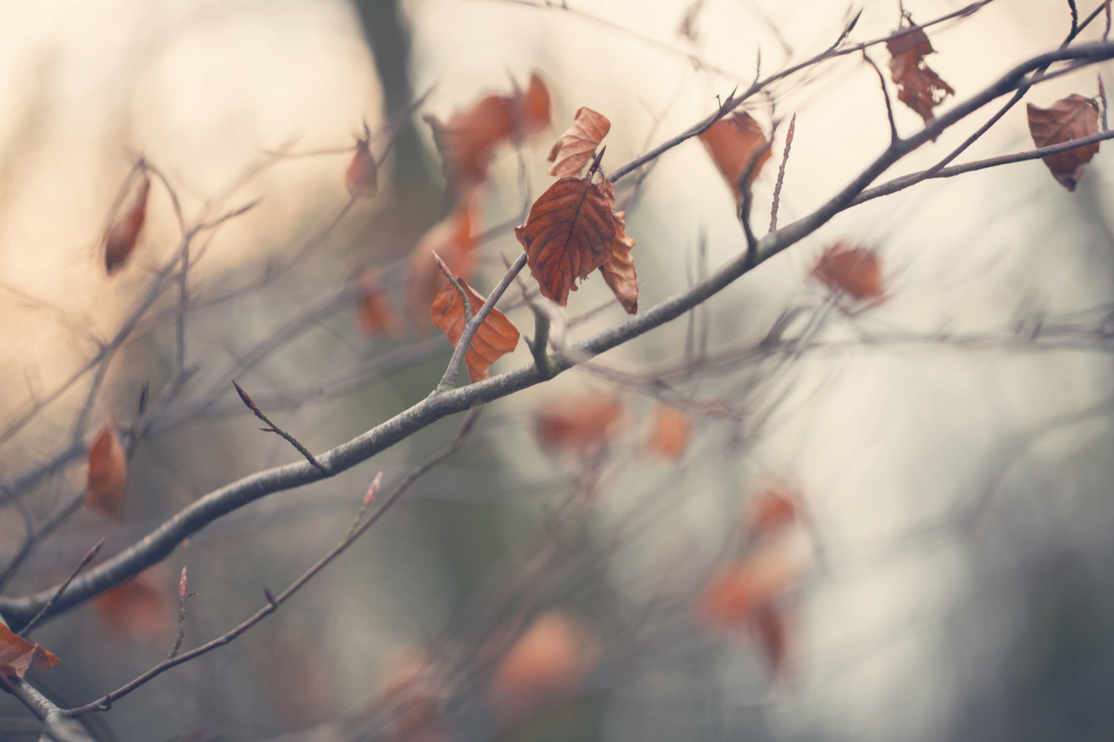 otoño, naturaleza, hojas