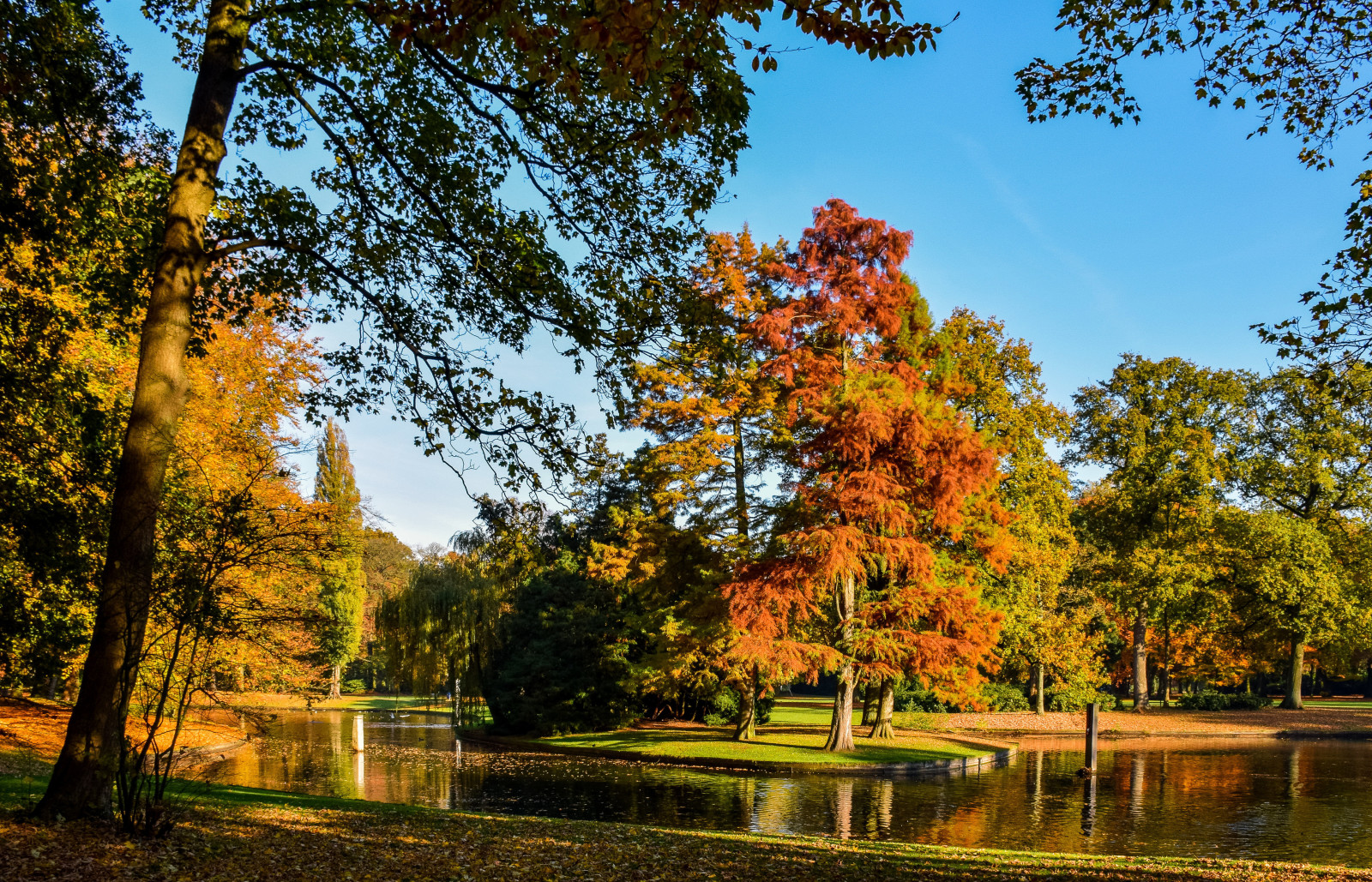 otoño, Parque, arboles, hojas, estanque, Países Bajos, Vught, Reeburgpark