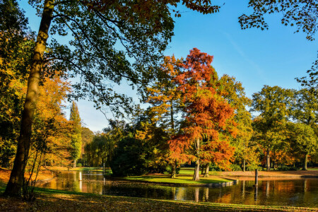 outono, folhas, Países Baixos, Parque, lagoa, Reeburgpark, árvores, Vught