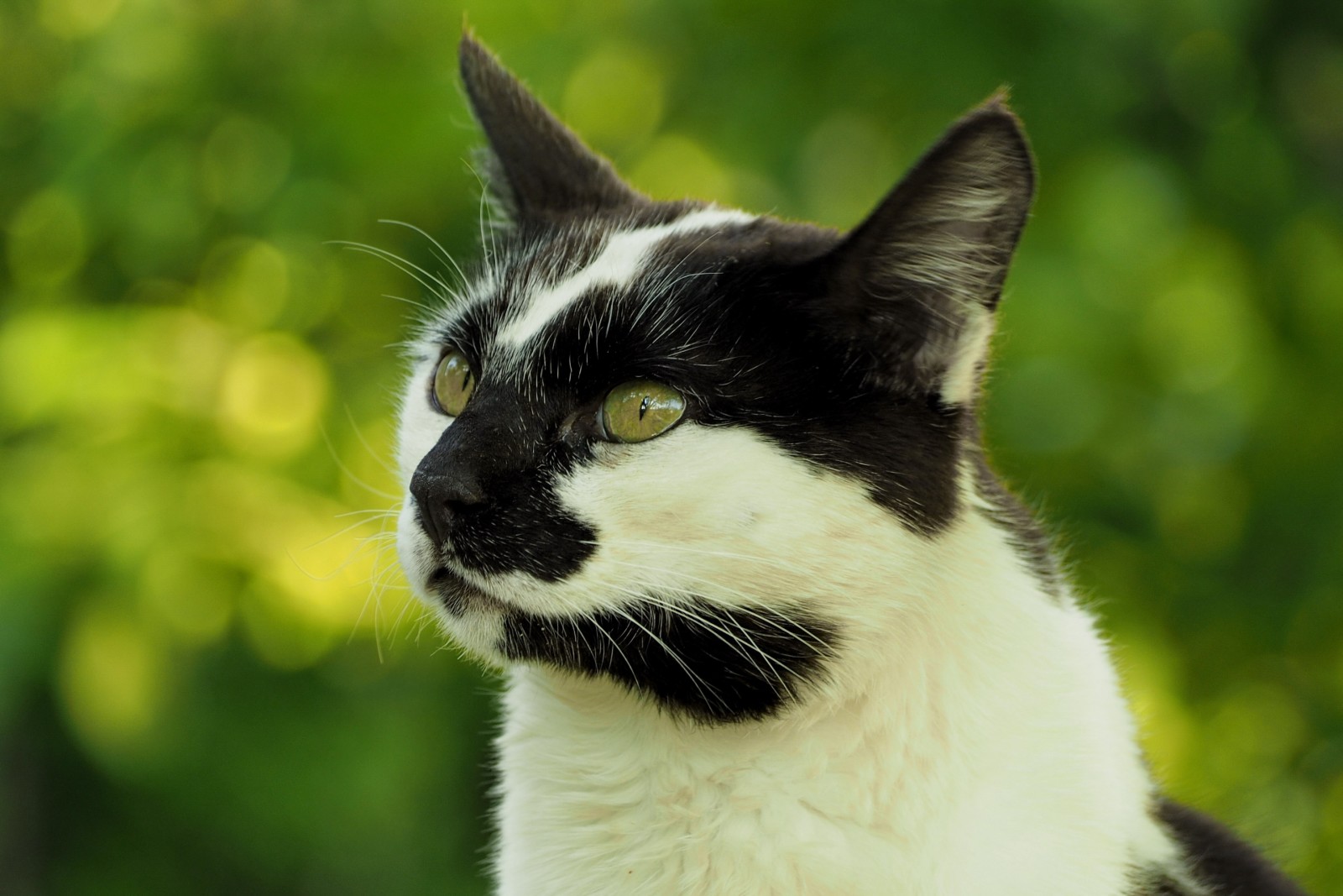 kedi, ağızlık