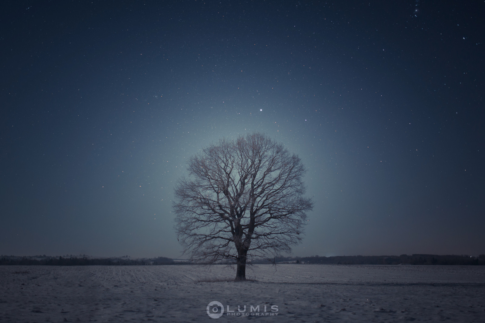 neige, arbre, le soir, hiver