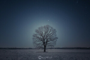 neve, la sera, albero, inverno