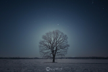 neve, la sera, albero, inverno