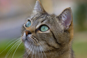 gato, olhos, face, Veja, bigode