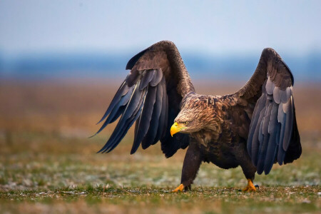 pájaro, Águila, pasos, alas