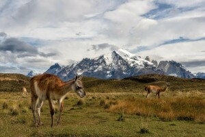 Chile, lama