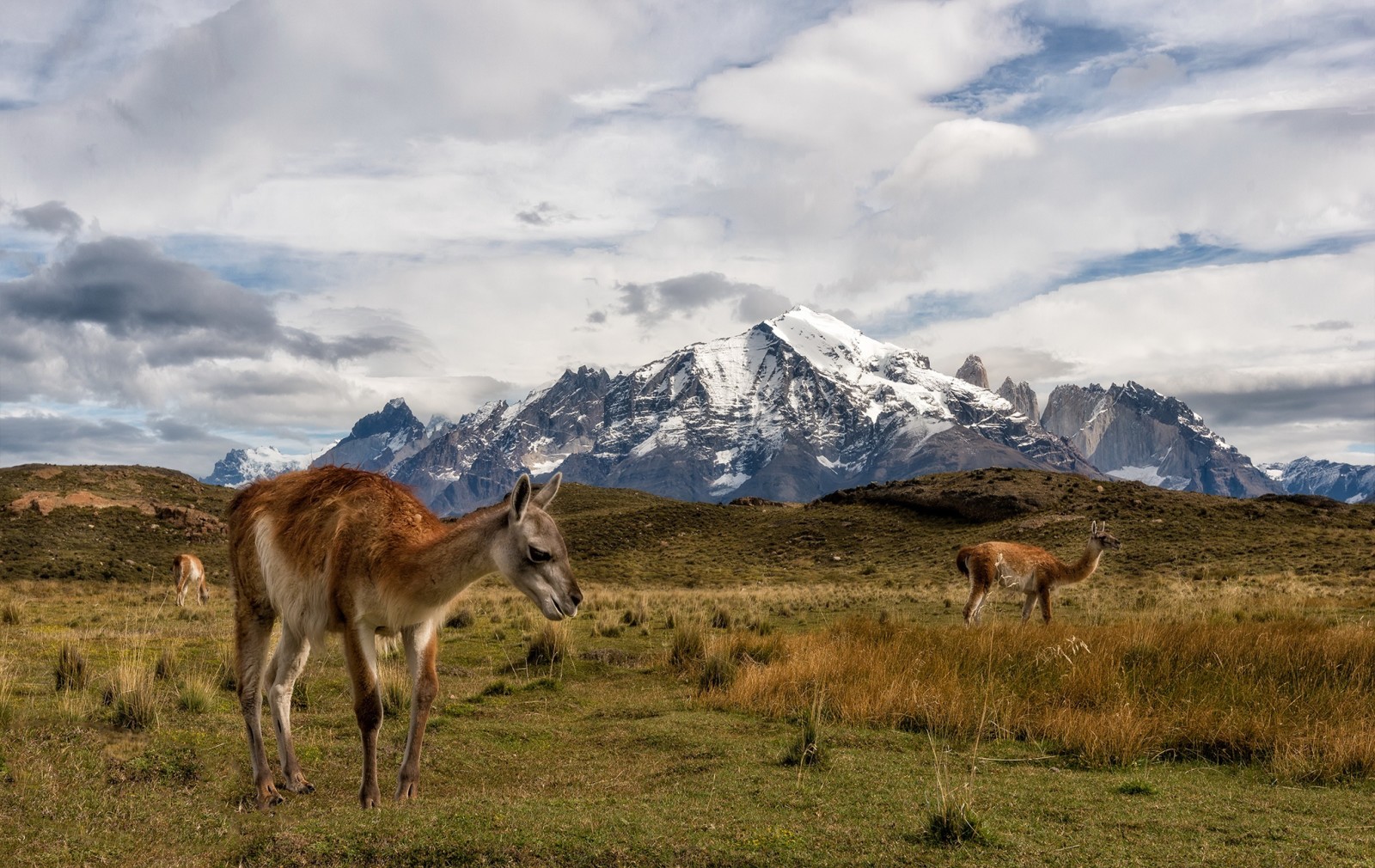 Chile, Lama