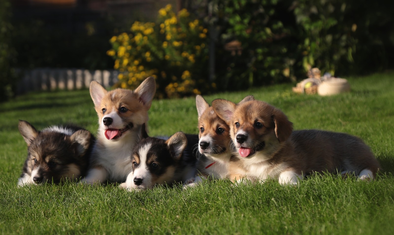 grass, puppies, Corgi