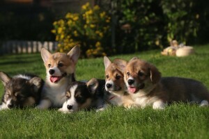 Corgi, césped, cachorros