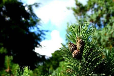 bumps, greens, Needles, the sun