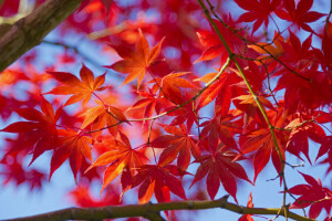 autumn, leaves, macro, maple, tree