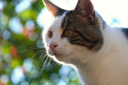 gatto, Guarda, museruola